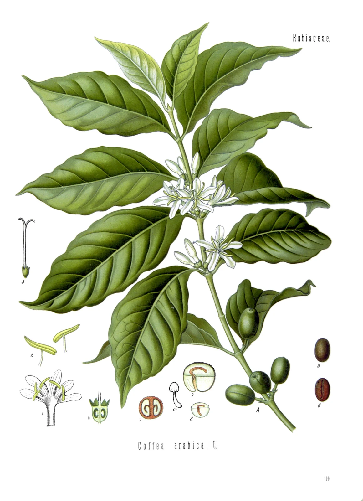 Botanical plate of an Arabica branch with leaves, white flowers, cherries and detailed seed cross-sections