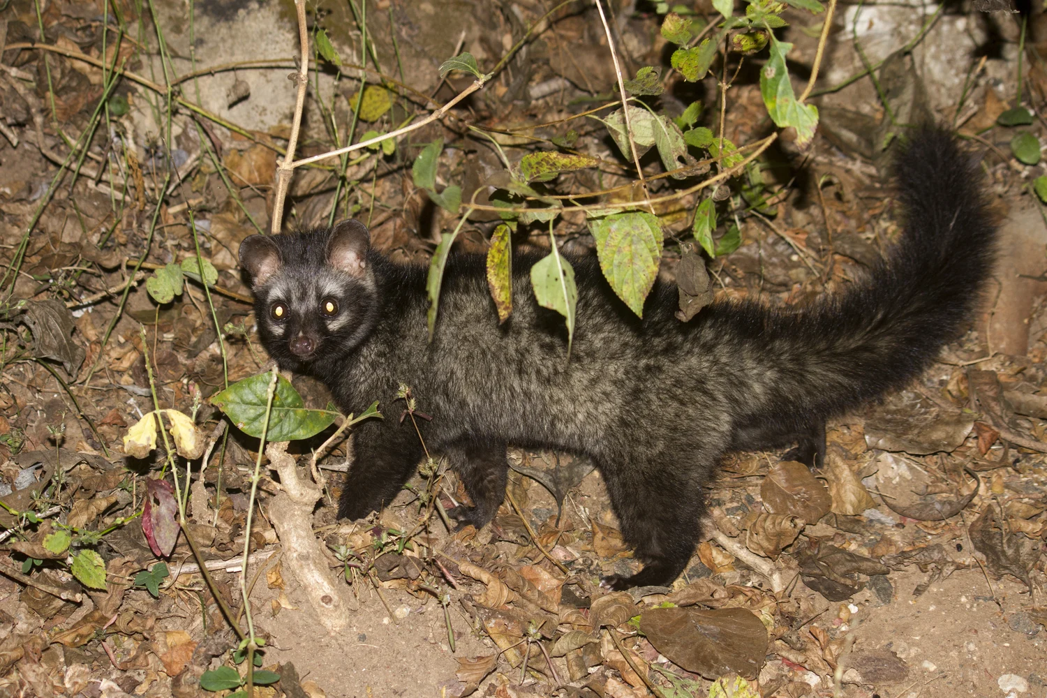 Asian palm civet photographed at night in Mudumalai National Park