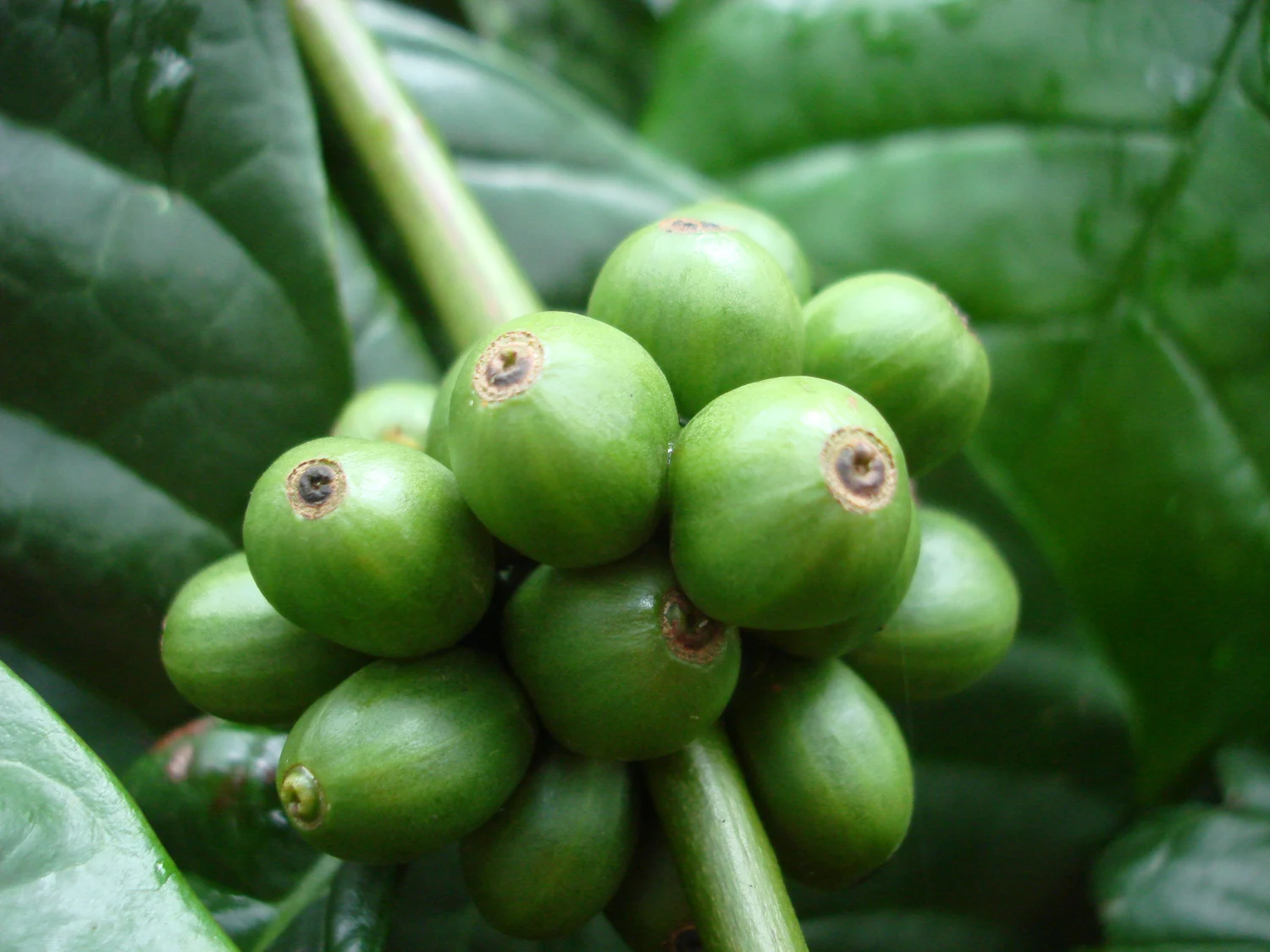 Clusters of unripe green Coffea canephora berries on a coffee plant