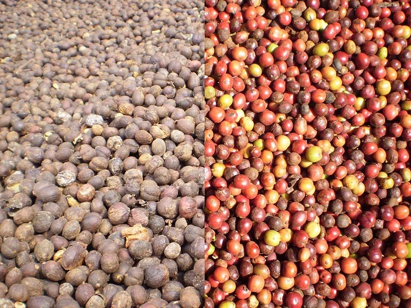 Harvested and dried robusta coffee shown side by side