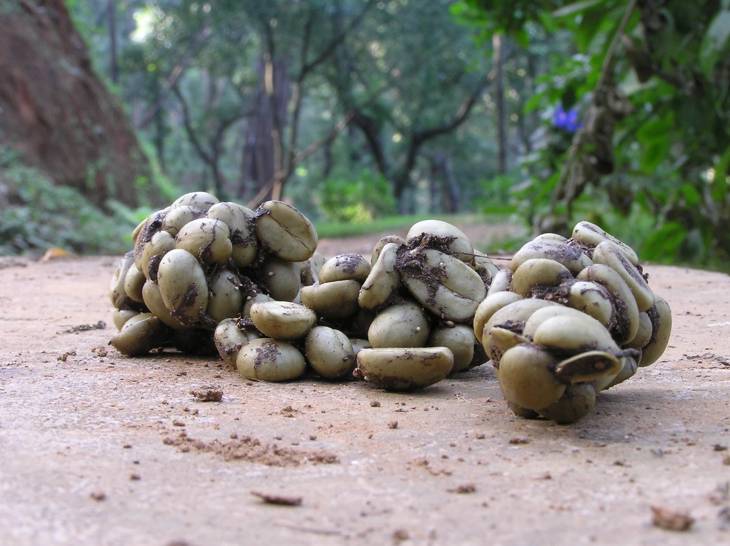 Arabica coffee seeds visible in civet scat in Karnataka, India